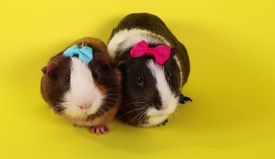 Guinea Pig bakımı nasıl olur Nasıl eğitilir?