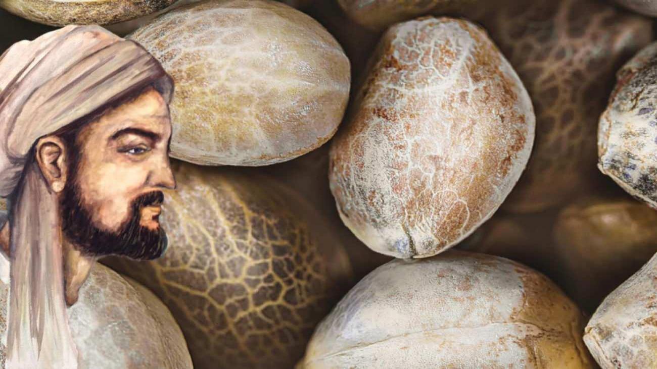 İbn-i Sina’dan 1 gecede beyaz saçları eskiye döndüren çörek otu yapı yöntemi!